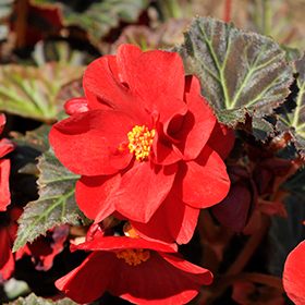 Plant Photo 1