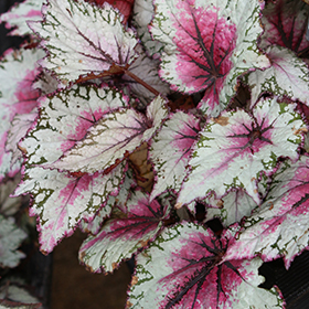 Plant Photo 6
