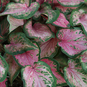 Plant Photo 3
