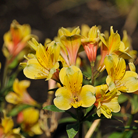 Plant Photo 8