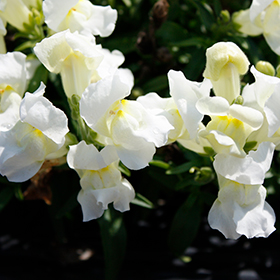 Plant Photo 2