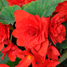Plant Photo 7