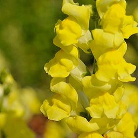Plant Photo 5