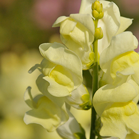Plant Photo 6