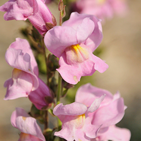 Plant Photo 7