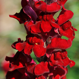 Plant Photo 9