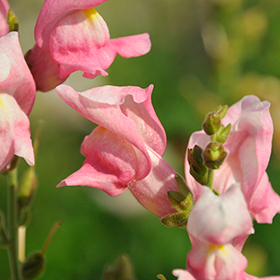 Plant Photo 10