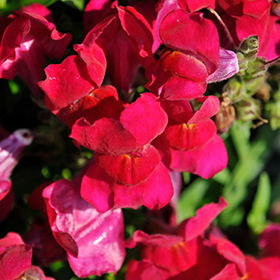 Plant Photo 5