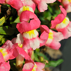 Plant Photo 3