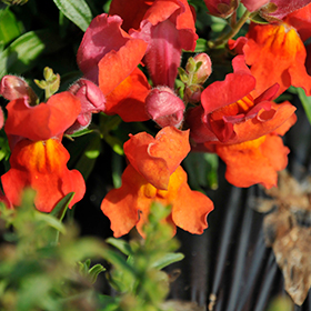 Plant Photo 6