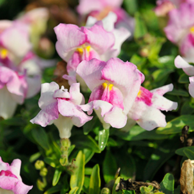 Plant Photo 8