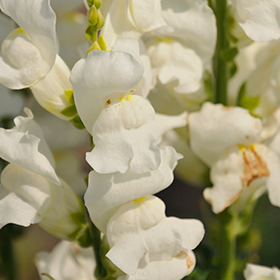 Plant Photo 1