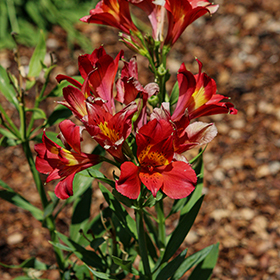 Plant Photo 9