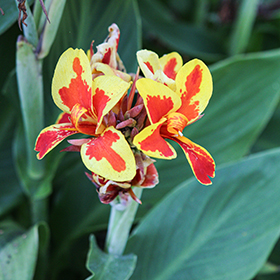 Plant Photo 8