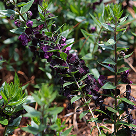 Plant Photo 5