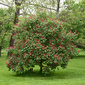 Plant Photo 2