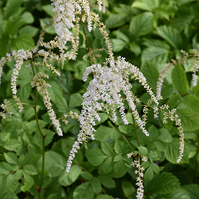 Astilbe thunbergii 'Professor van der Wielen' - Buy It Now!