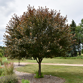 Plant Photo 8