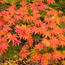 Plant Photo 10