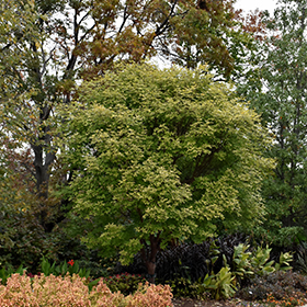 Plant Photo 1