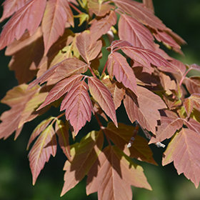 Plant Photo 6