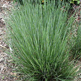 Plant Photo 8