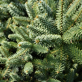 Plant Photo 1