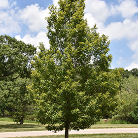 Plant Photo 9