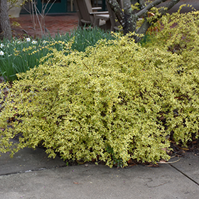 Plant Photo 10