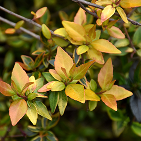 Plant Photo 5