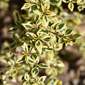 Plant Photo 7