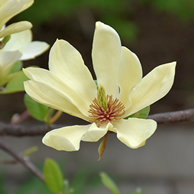 Plant Photo 2