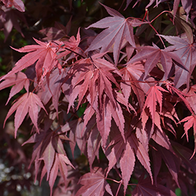 Plant Photo 2