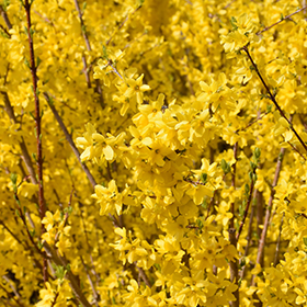 Plant Photo 2