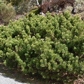 Plant Photo 9