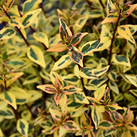 Plant Photo 6