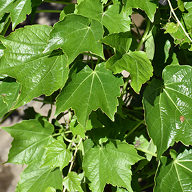 Plant Photo 1