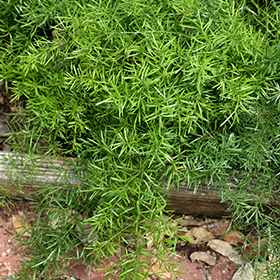 Plant Photo 6
