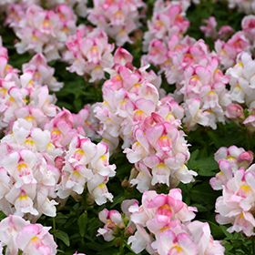 Plant Photo 4