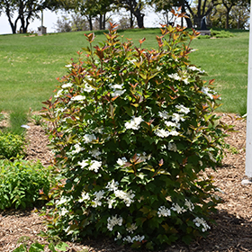 Plant Photo 9