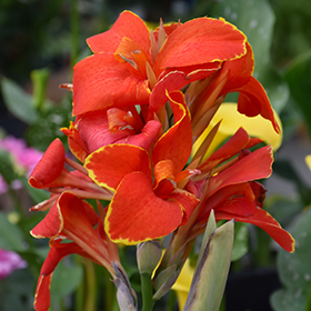 Plant Photo 7