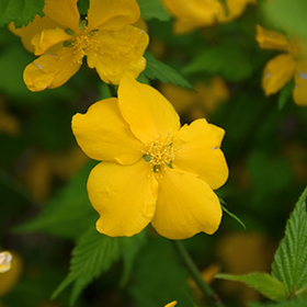 Plant Photo 8