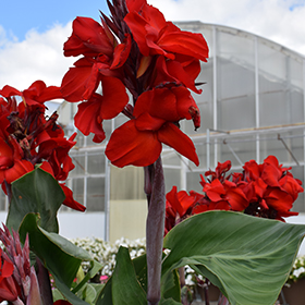 Plant Photo 3