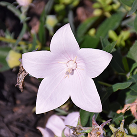 Pop Star Pink Balloon Flower (Platycodon grandiflorus 'Pop Star