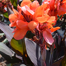 Plant Photo 1