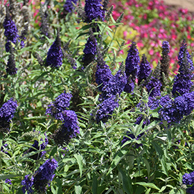 Plant Photo 9
