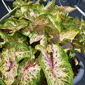 Plant Photo 10