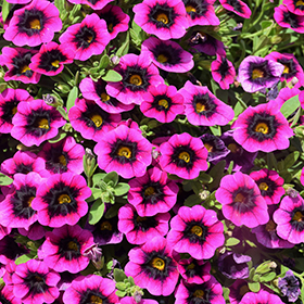 Plant Photo 6