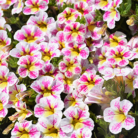 Plant Photo 9