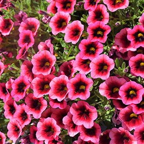 Plant Photo 8
